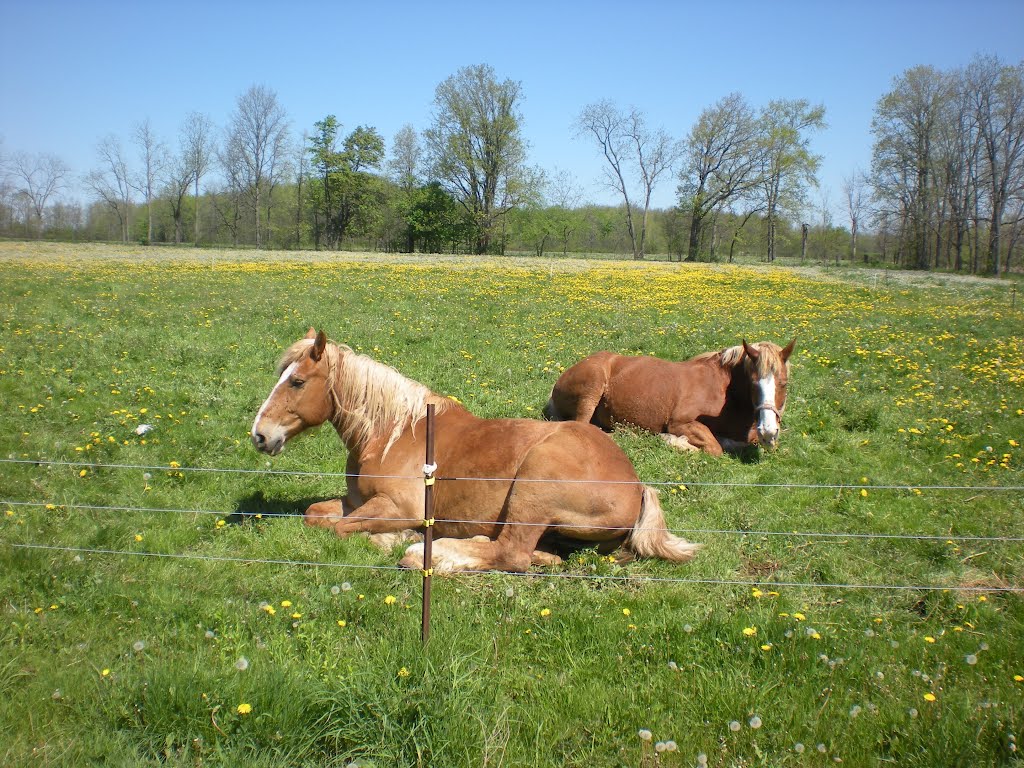 2012.5. amish residence