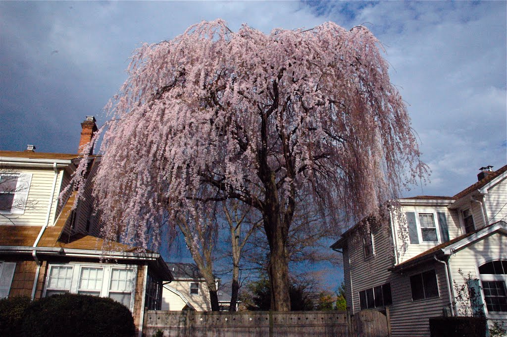 Cherry Tree in Mineola