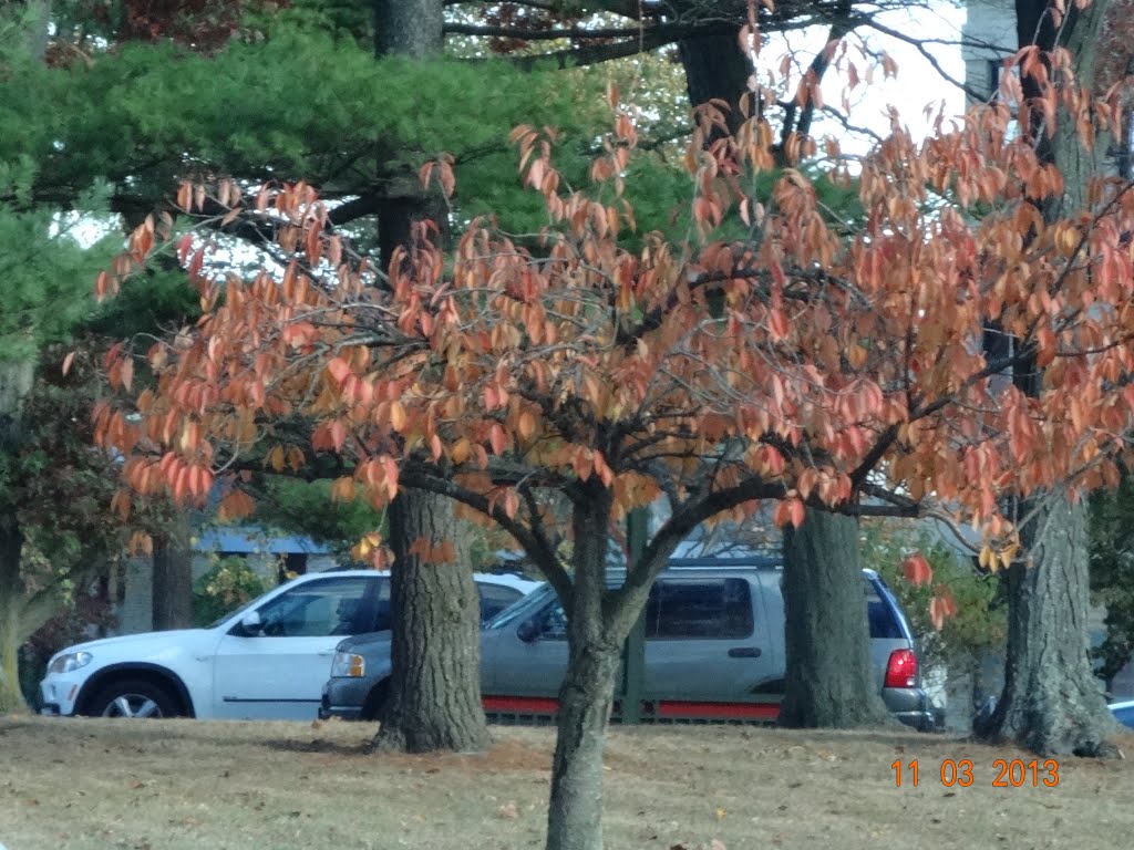 garden city N.Y.