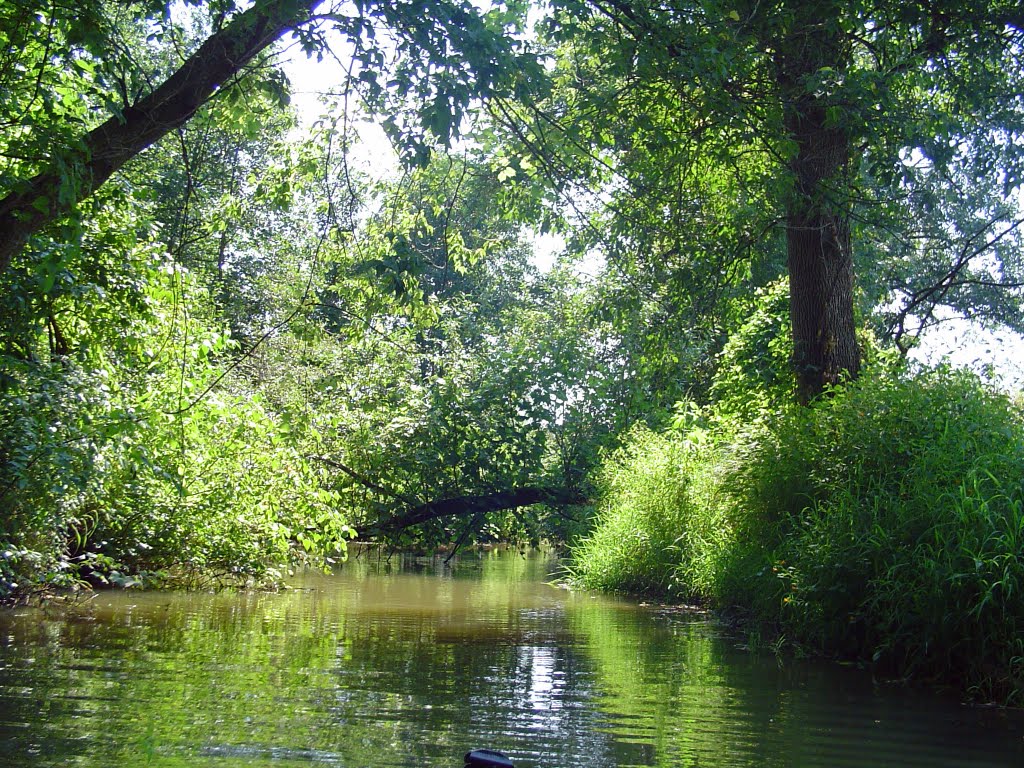 Stream off of Fish Creek