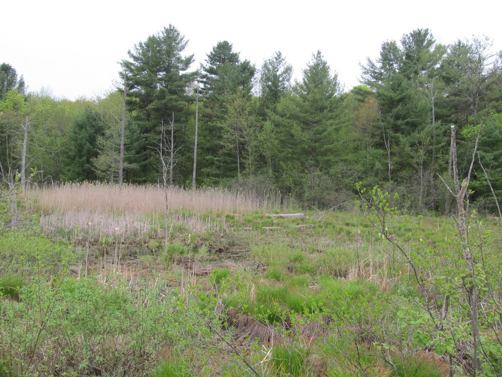 Bog Meadow