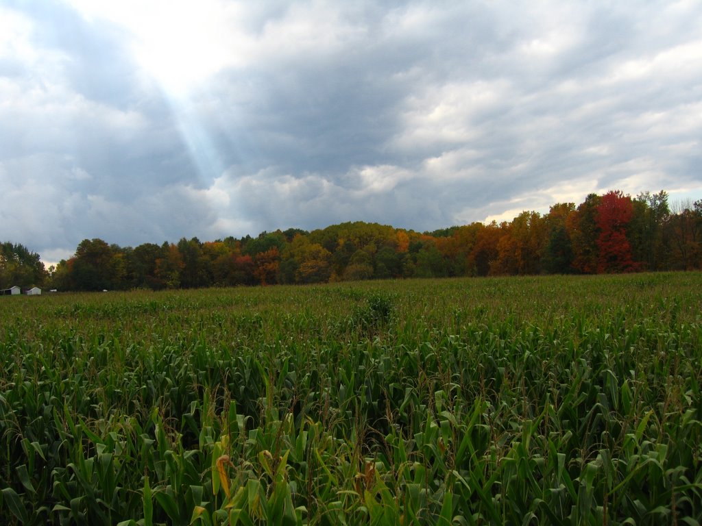 Schuyler Farms Corn Maze