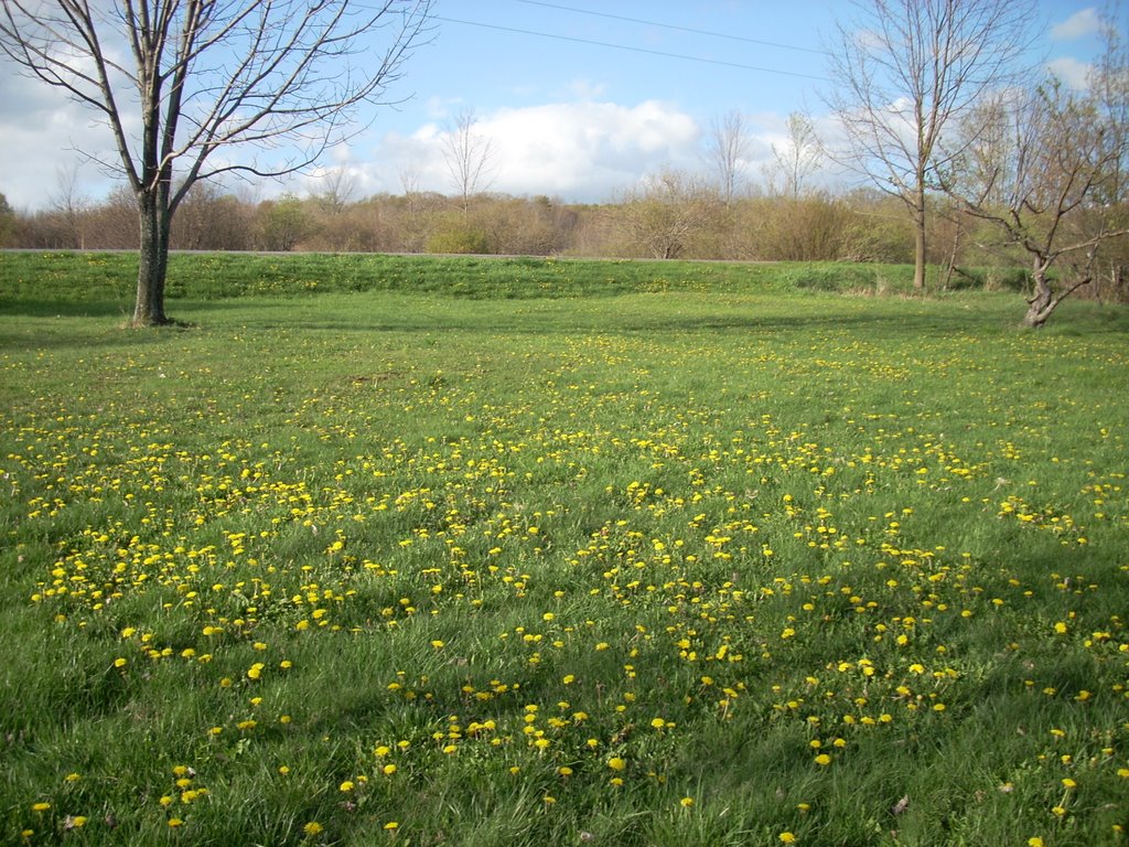 dandelion lawn