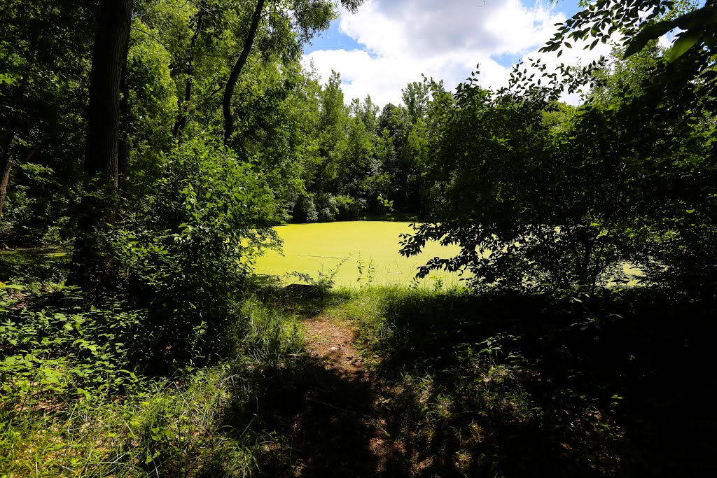 Rose Turner Park - pond view from the trail