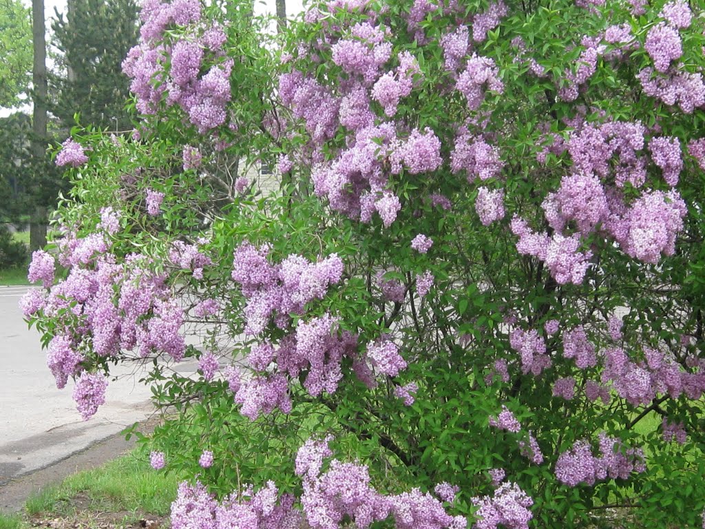 Lilacs in Goodwin Park