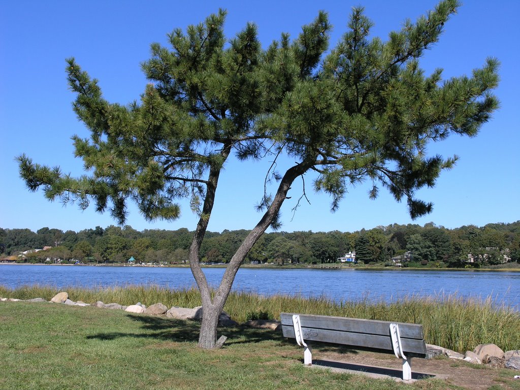 Pine tree   in Little Neck Bay, NYC.