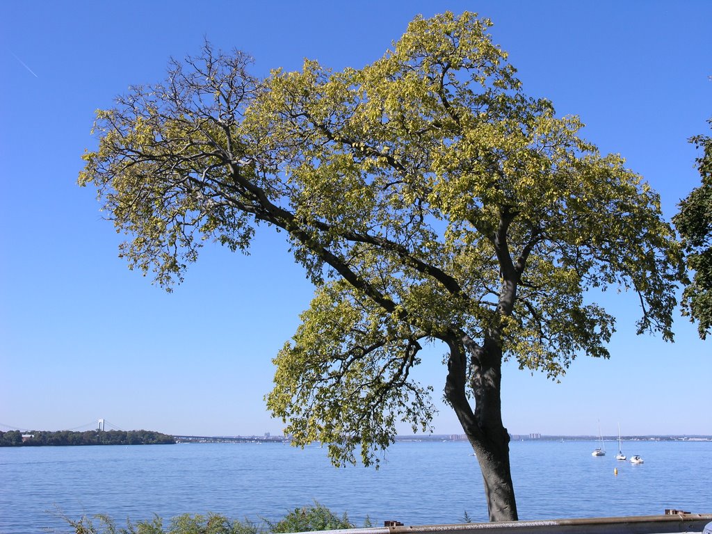 Tree in Douglaston Manor (in the fall)