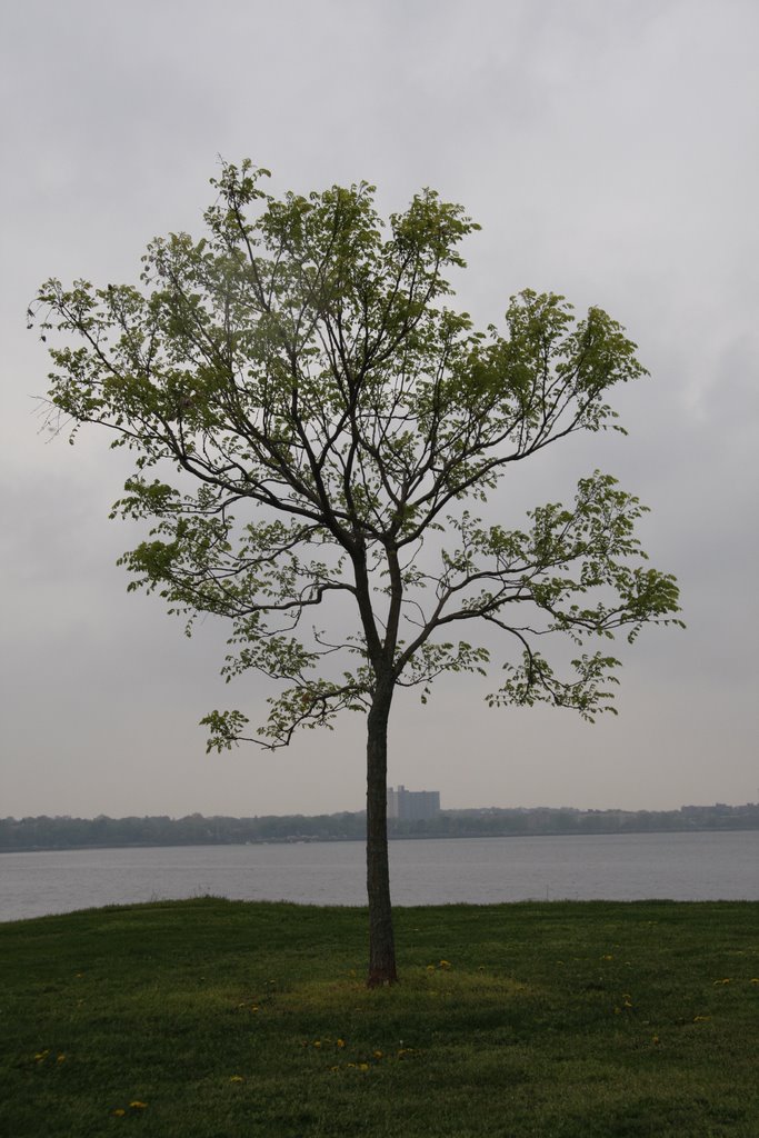 Tree in Light Rain. Great Neck Estates Park.