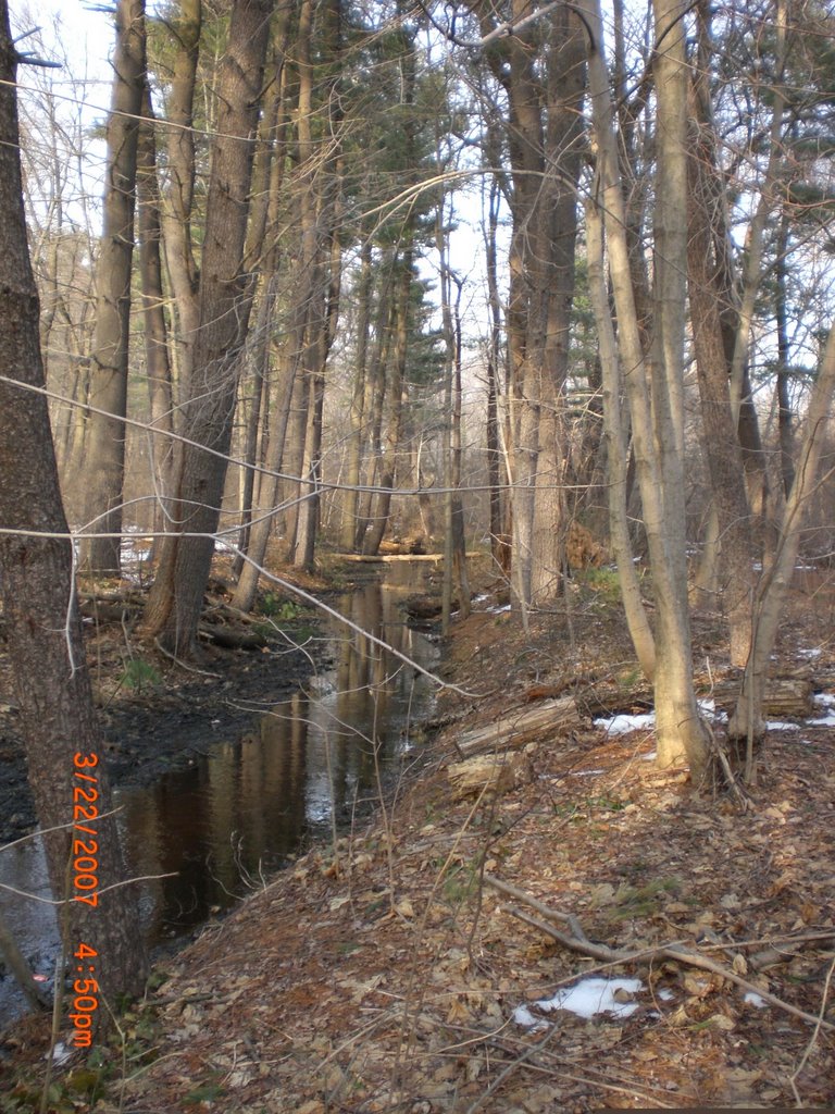 woods