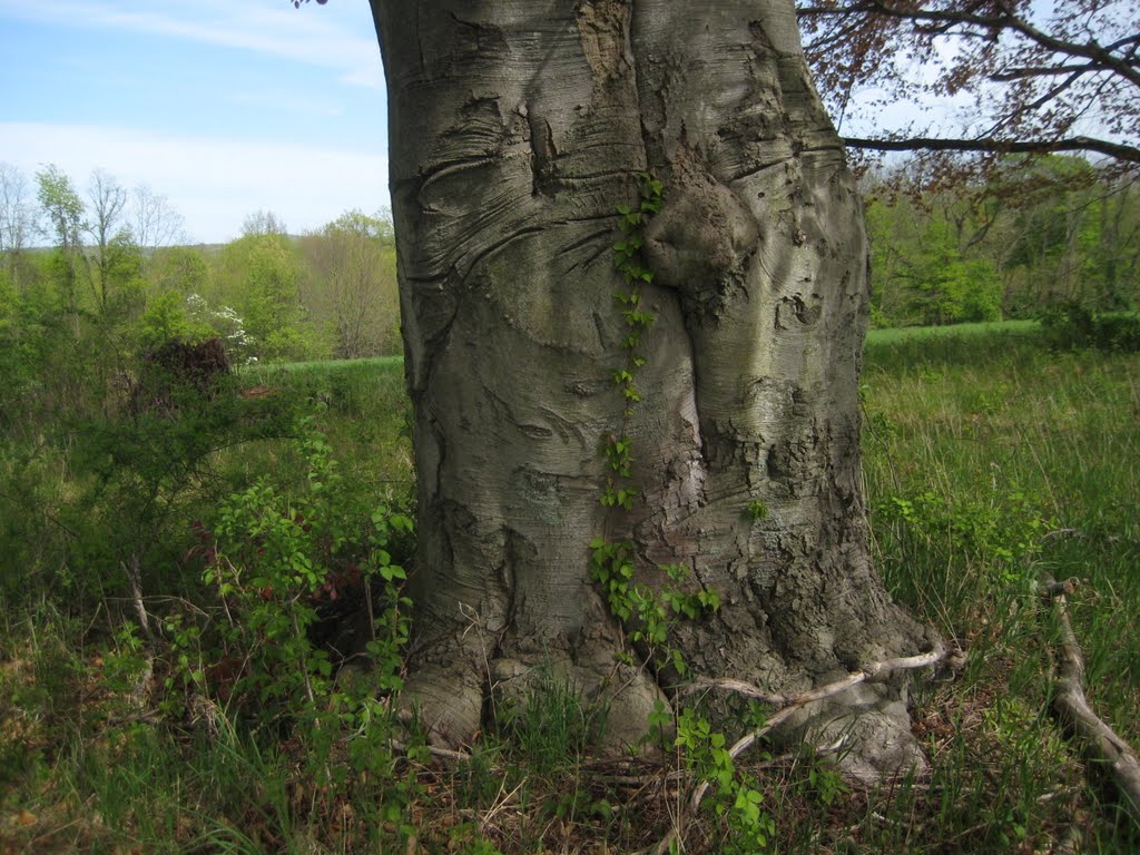 300 Year Old Purple Beech