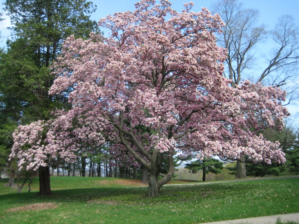 Mt. St. Alphonsus Magnolia Tree
