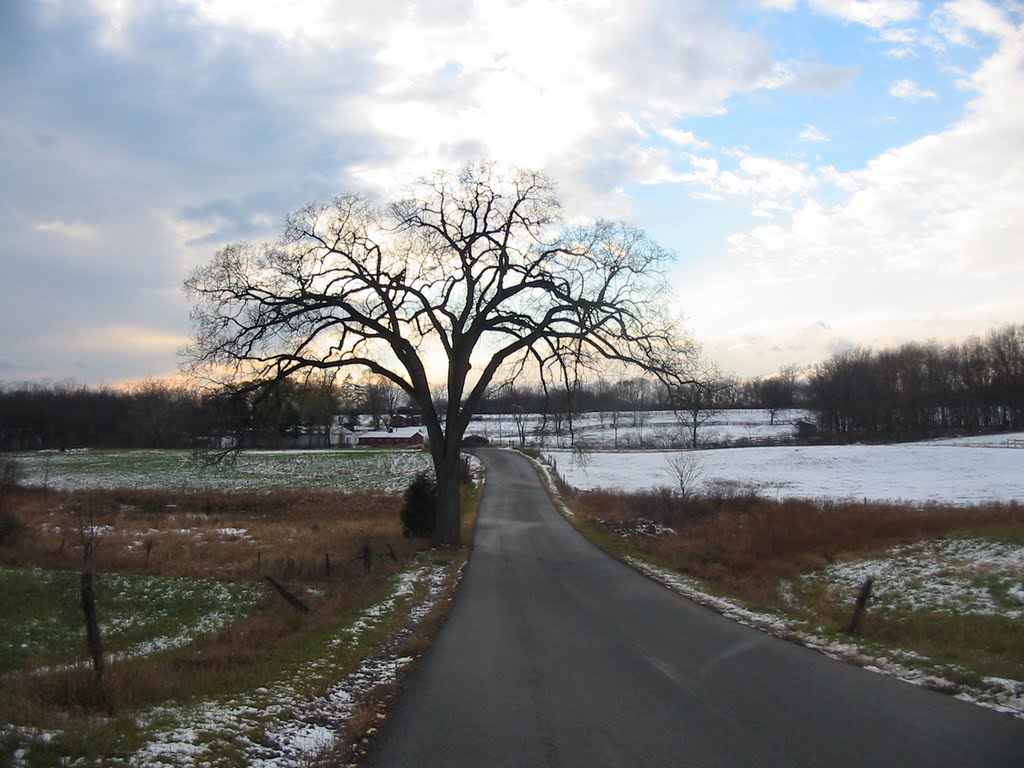 The big elm tree, Melville rd.