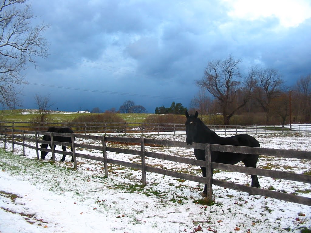 Percherons (before a winter storm on Travis Road)