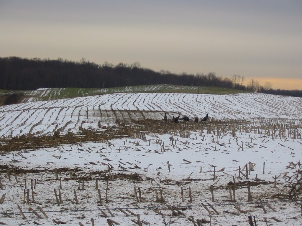 Turkeys in the field