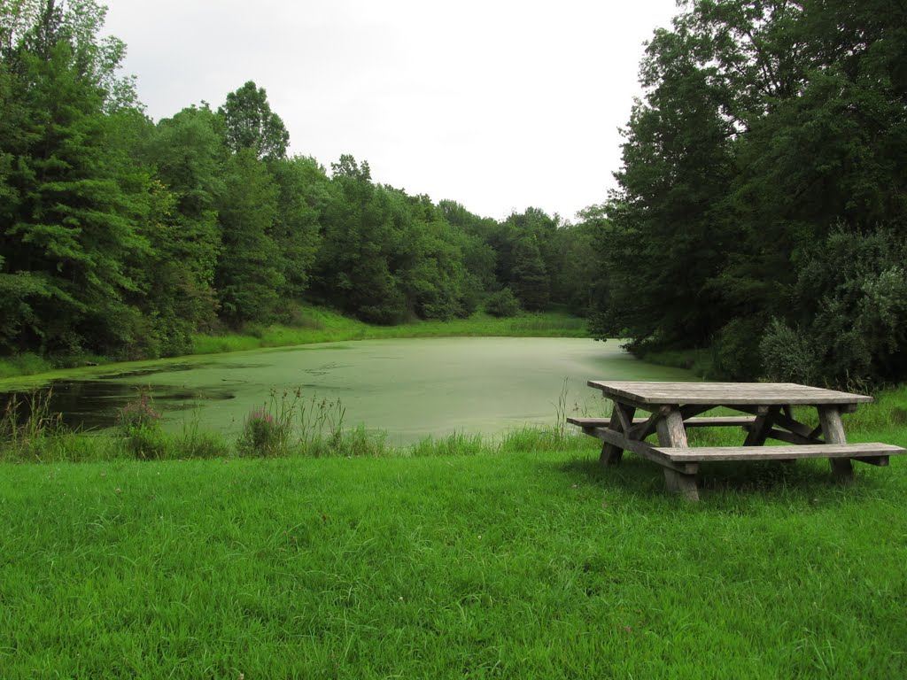 Dragonfly Pond