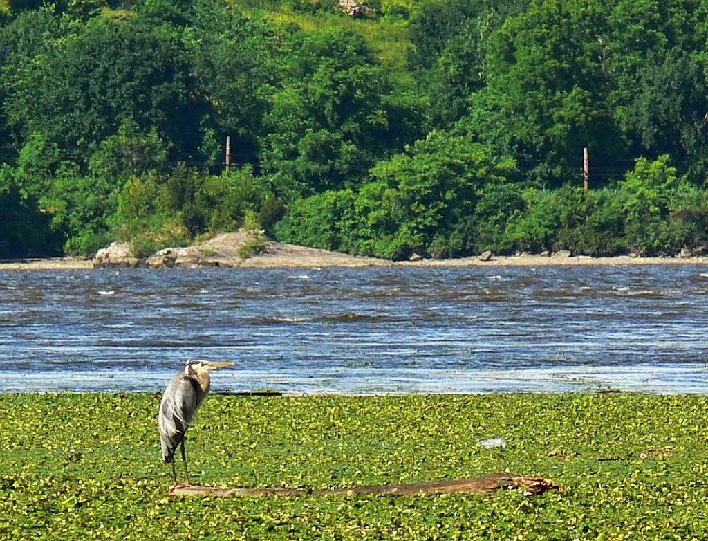 Great Blue Heron on the Hudson