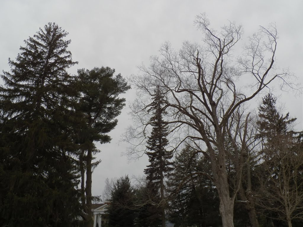 Cold Trees