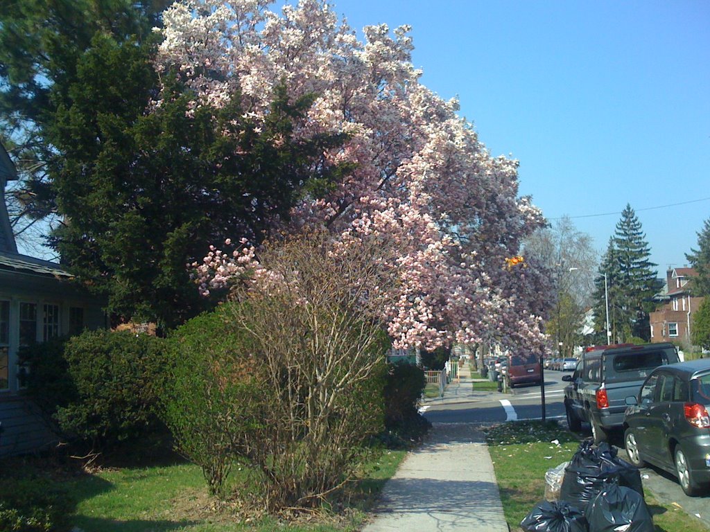 springtime in queens, nyc