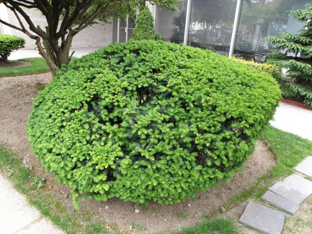 The fresh greenery of Briarwood, NY, USA