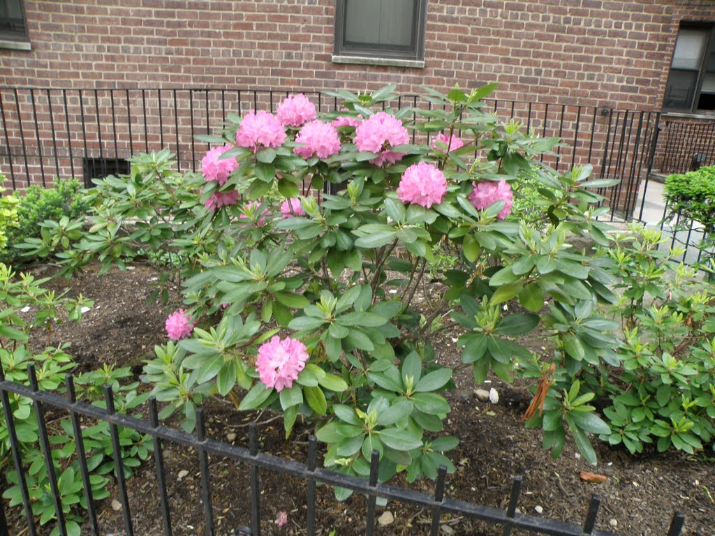 Flowering plants of spring