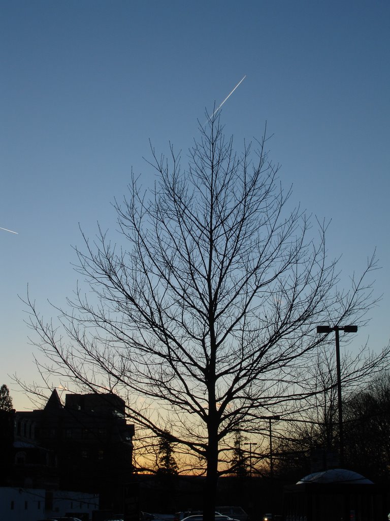 Sibley Tree