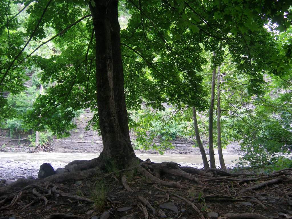along the trail to the falls