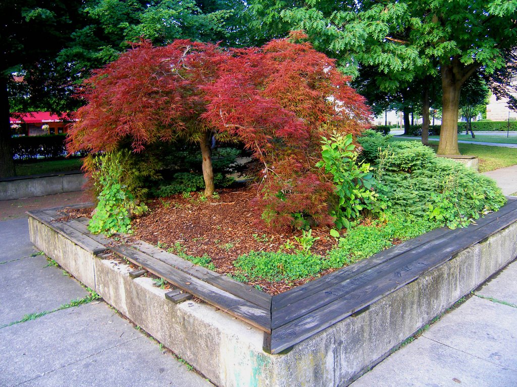 Red Leaves