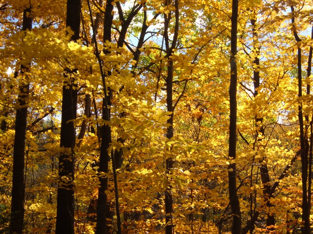 fall trees