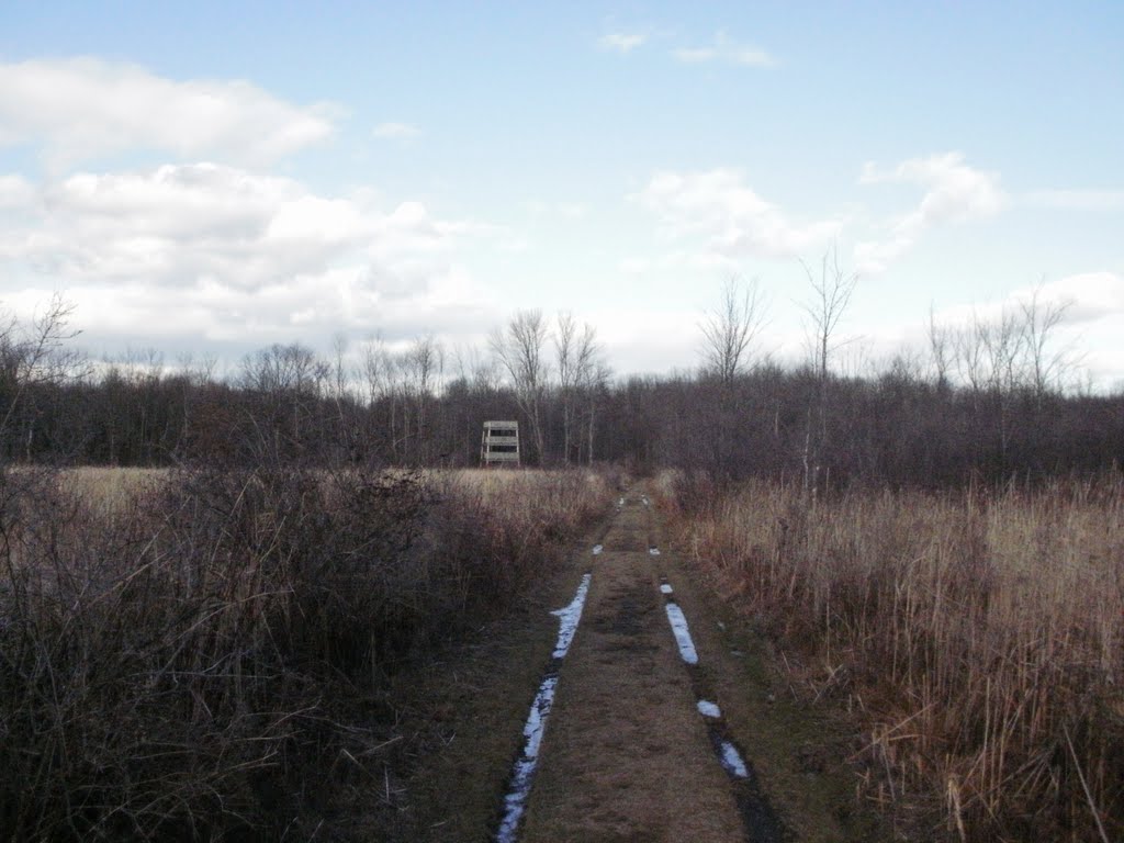 Trail through the Ramshorn wetland