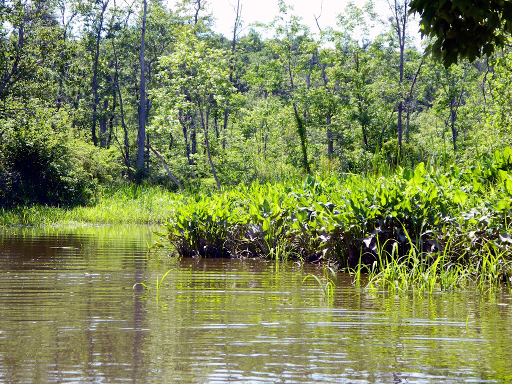 Bog Forest