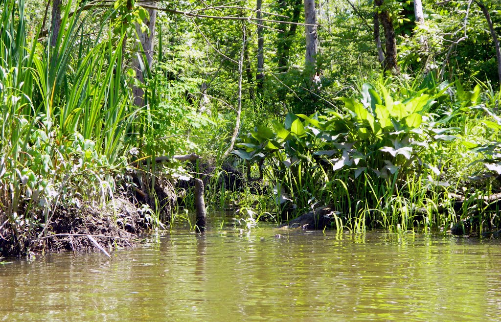 Shore Plants