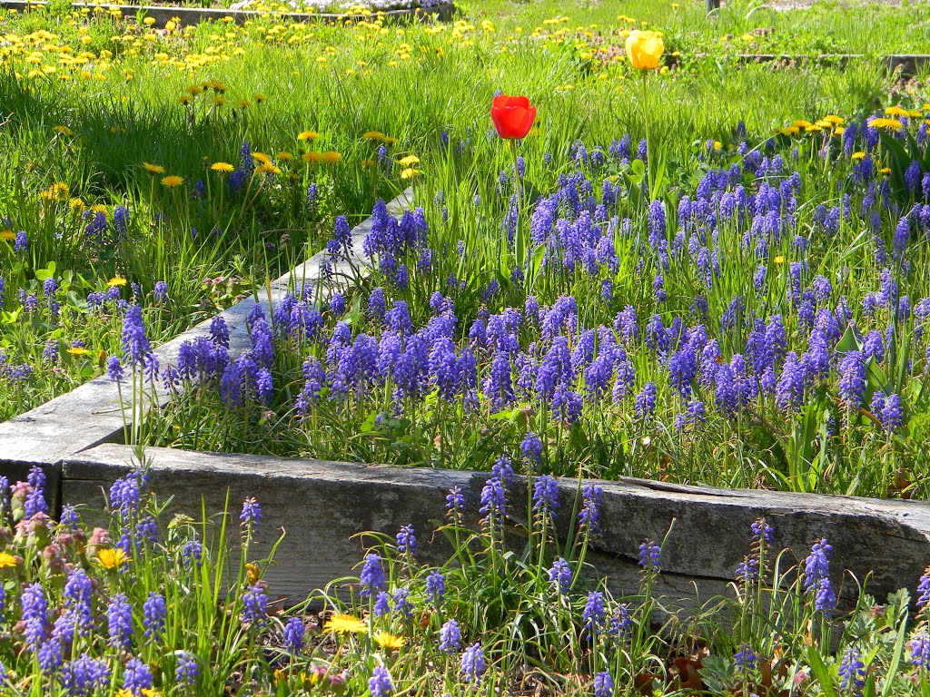 Frühlingsblumen im Innenhof von Commack High School - Mai 2014