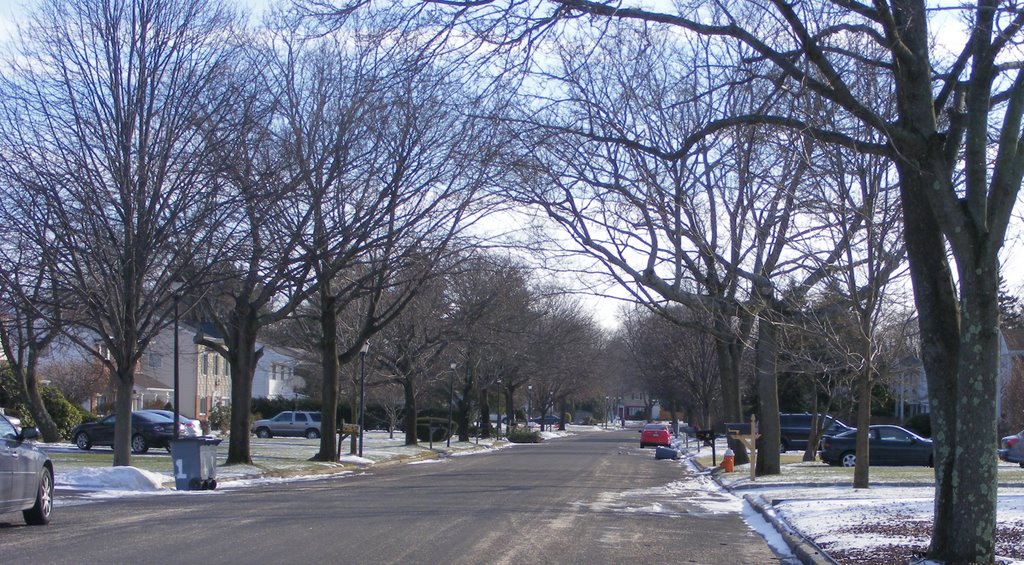 street with bare trees
