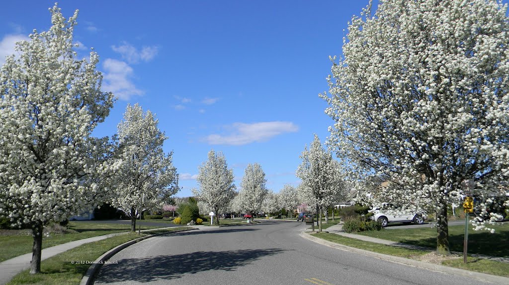 White Flowering Trees along Hayrick Lane - Commack, NY (April 2012)