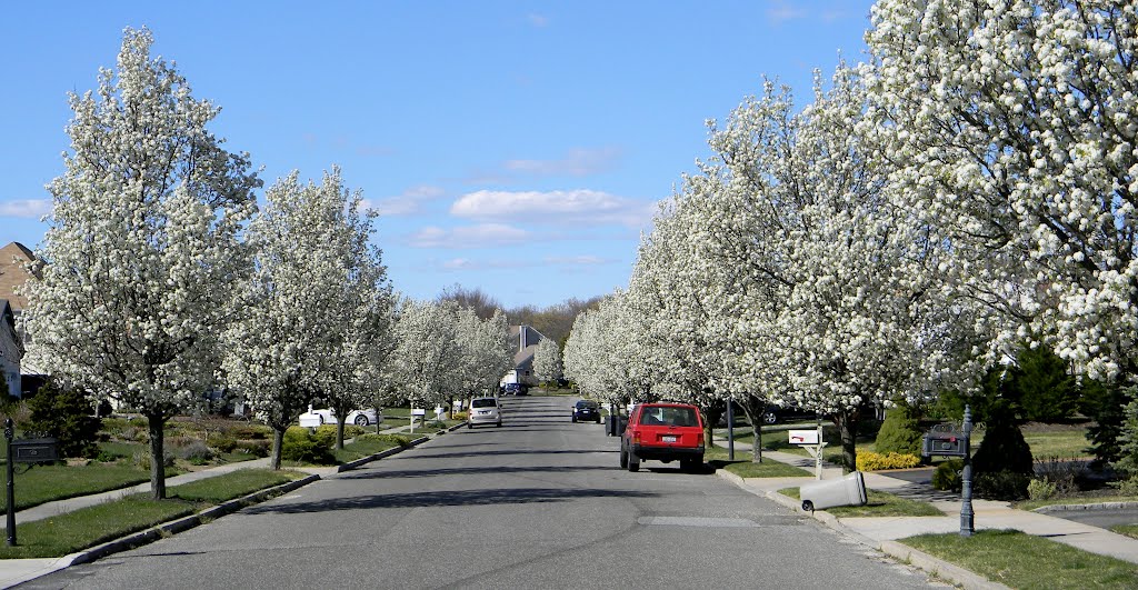 White Flowering Trees along Hayrick Lane - Commack, NY (April 2012)