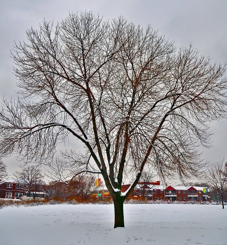 Árbol