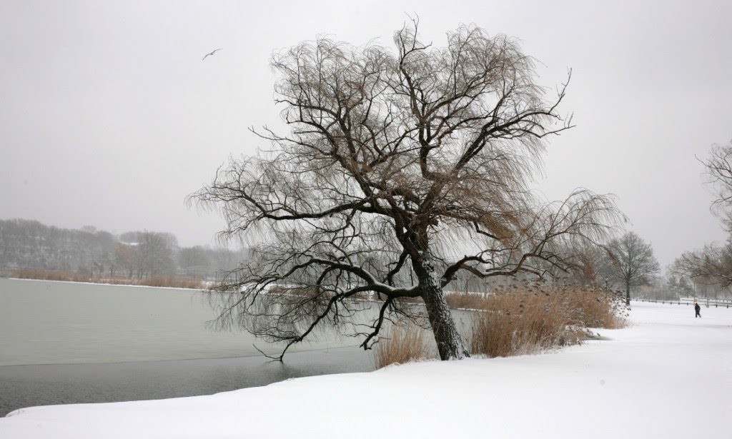 Willow by the lake