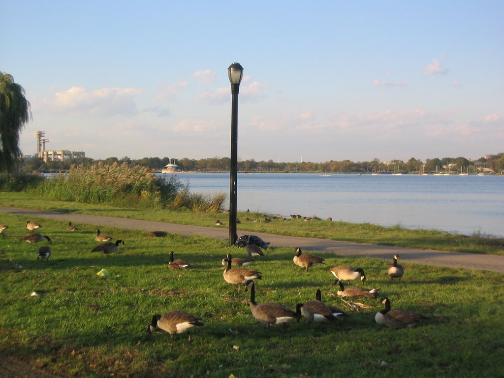 Flushing Meadows