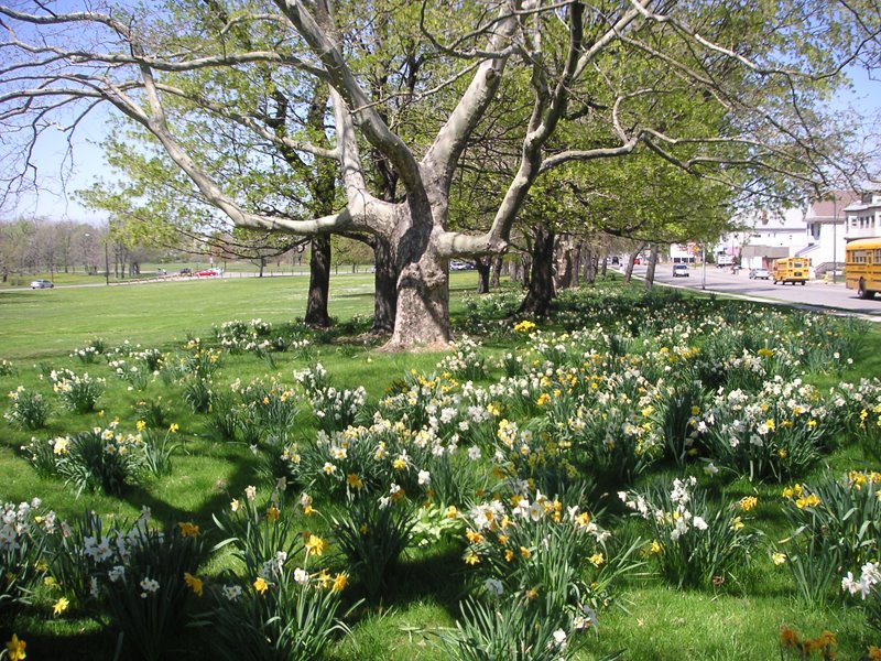Flowers in Spring