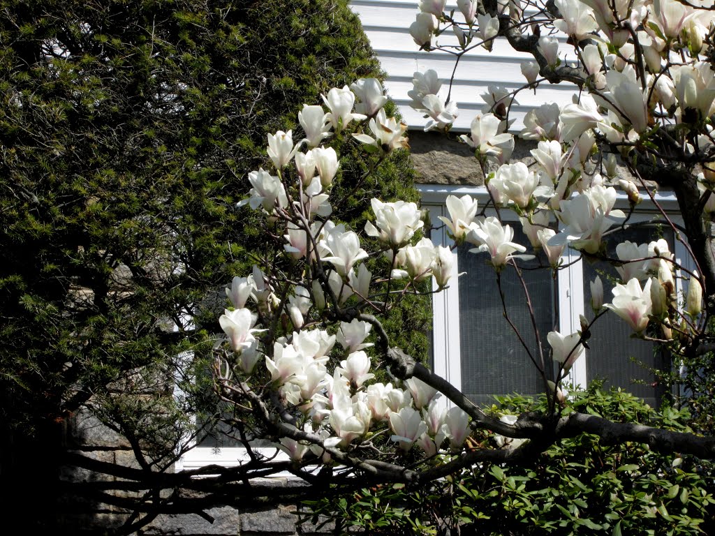 Spring, White  Magnolia