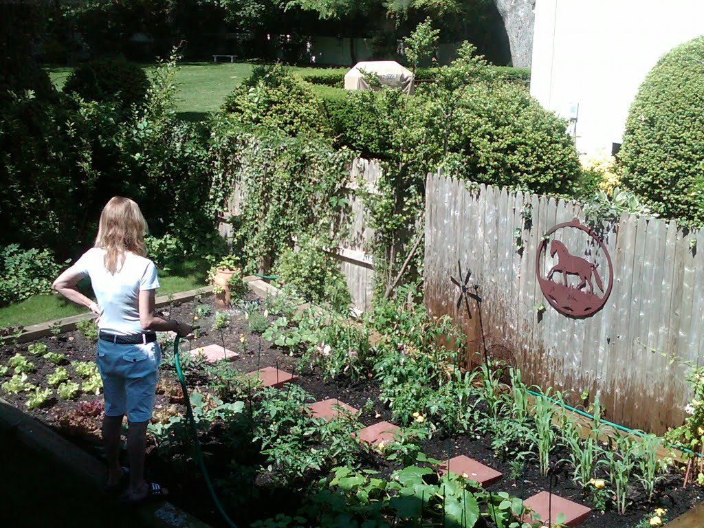 begining of summer garden
