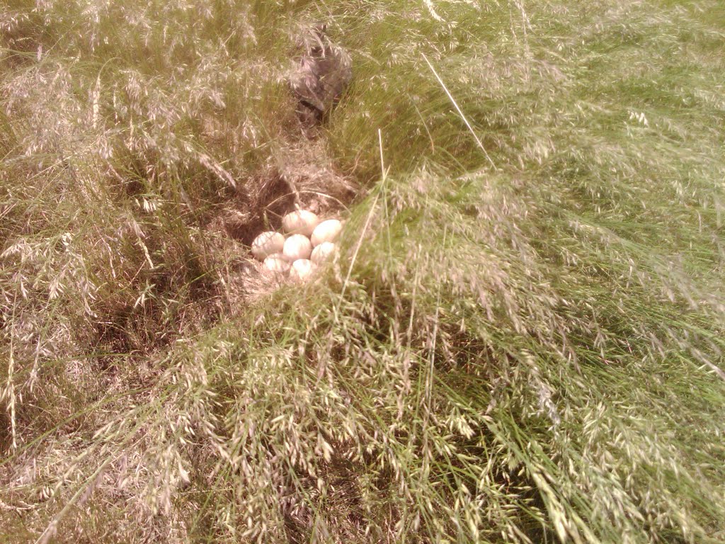 Eggs on the fairway