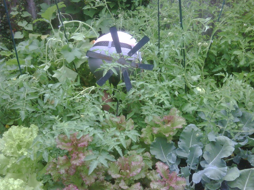 the garden grows