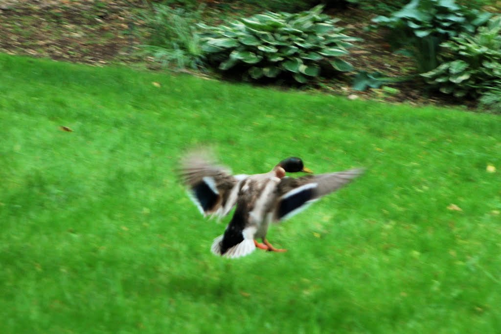 Duck in flight