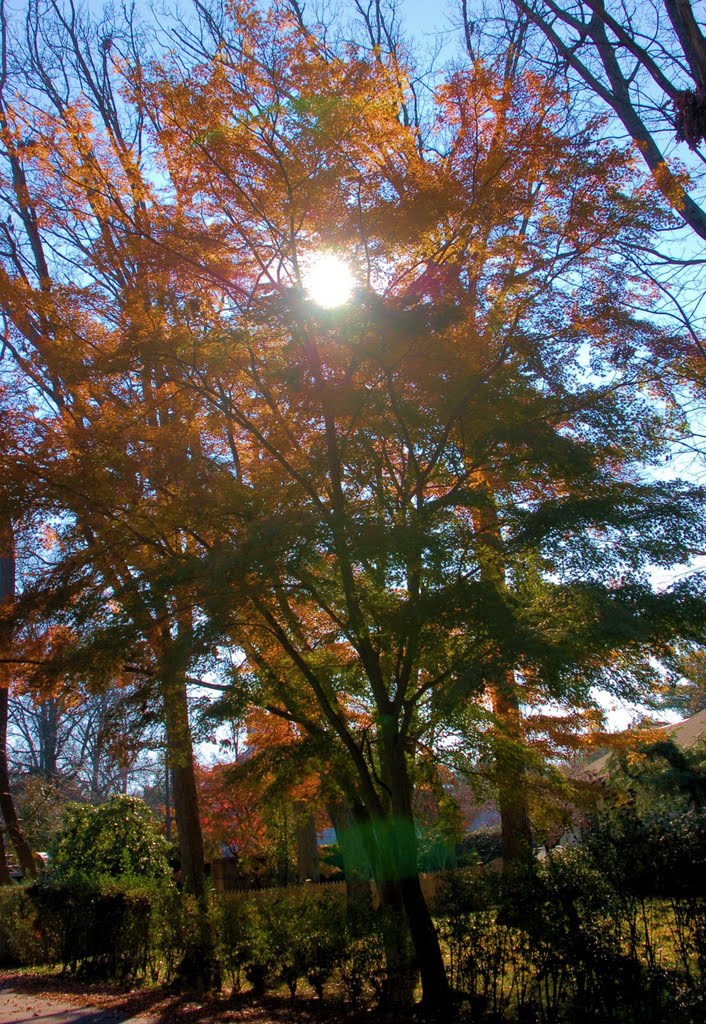 fall at mid day
