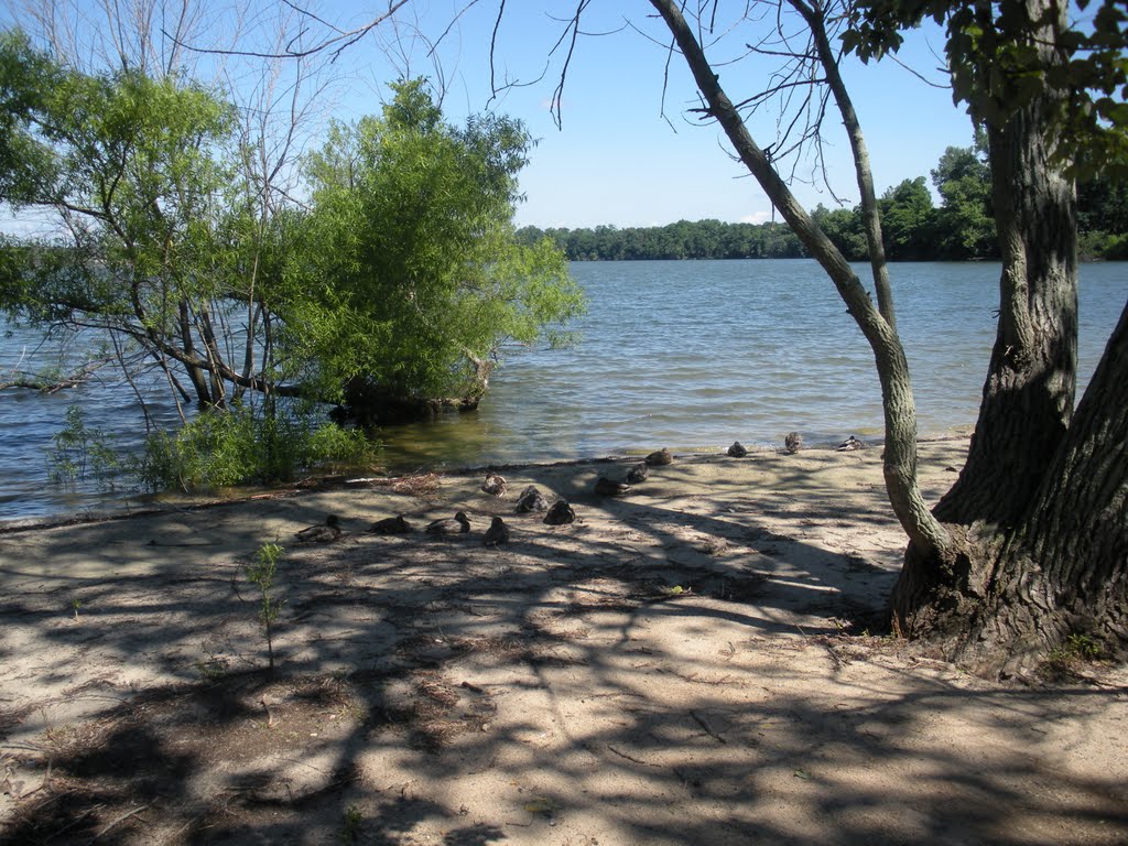 Lake Ronkonkoma Ducks