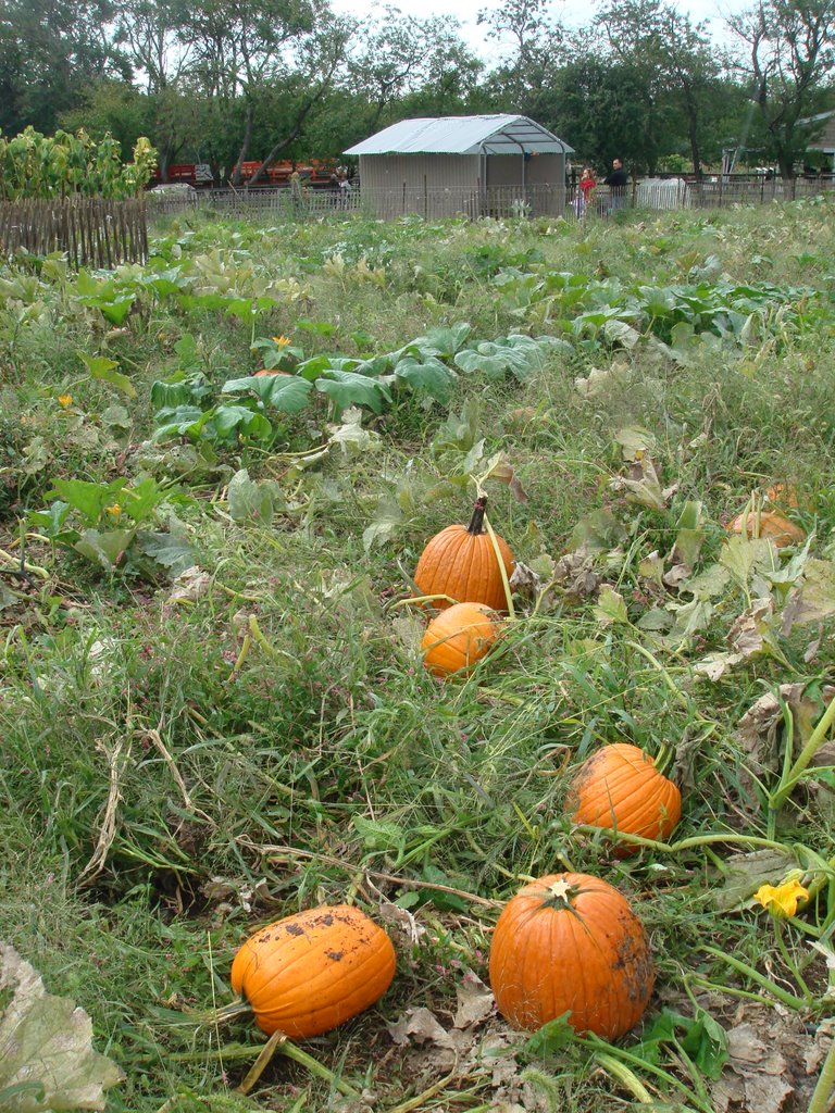 citrouilles..pumpkins