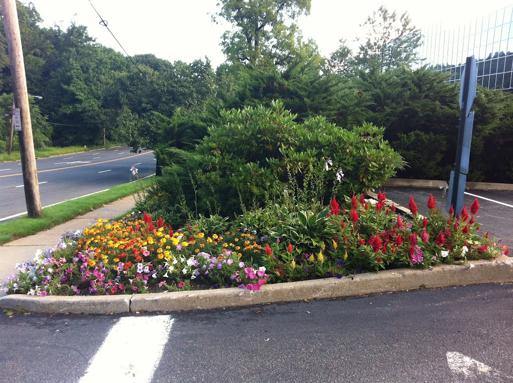 Gorgeous & Beautiful Flowers in Manhattan Specially for you. New York City. New York. USA.