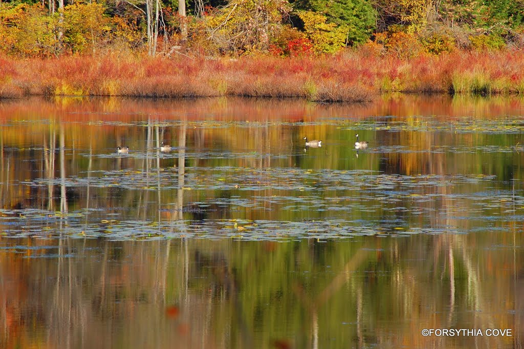 Wildlife on the pond in Hurleyville, NY.