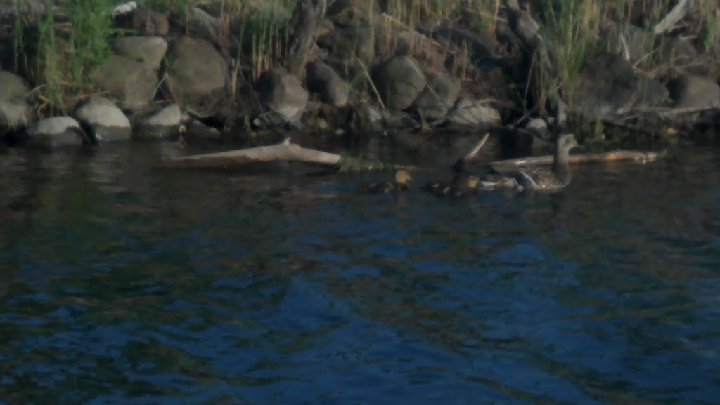 Family of ducks